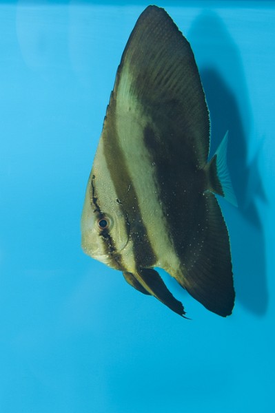 Orbicular Batfish (Platax orbicularis)